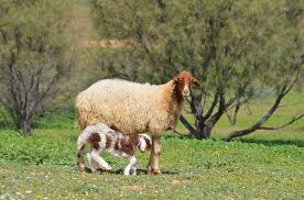 Parashat Mishpatim - A Kid in its Mother's Milk